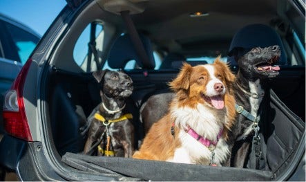 Auto's met grote laadruimte